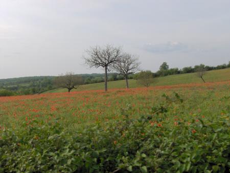 Champ de coquelicot