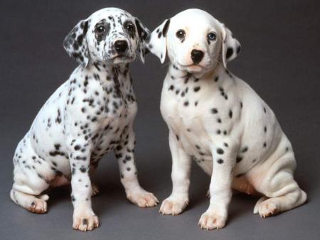 Chiot